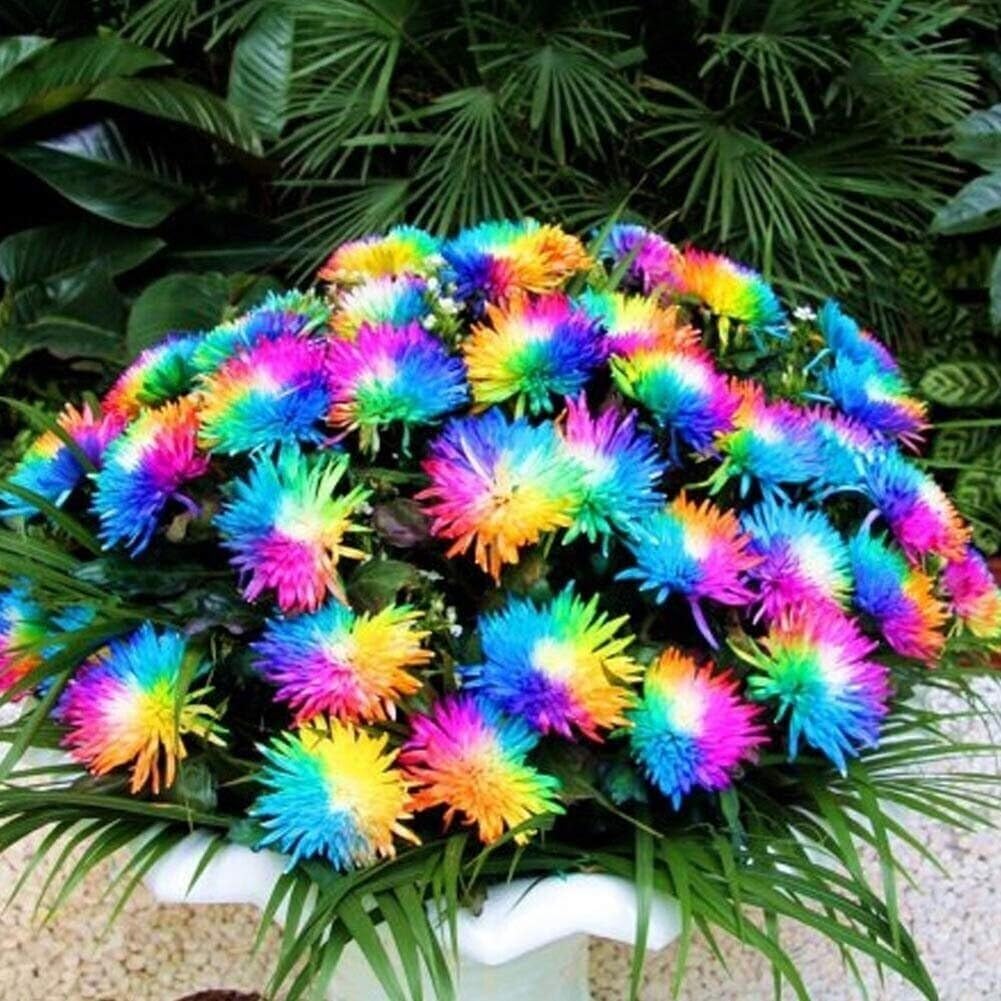 Rainbow Chrysanthemum flower seeds