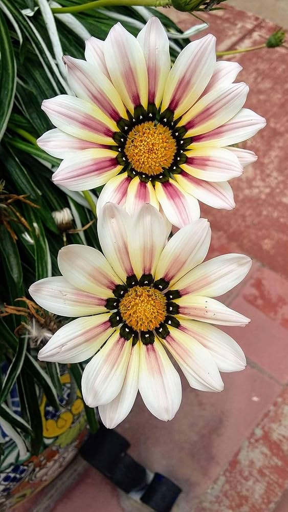 Cream Pink flower seeds