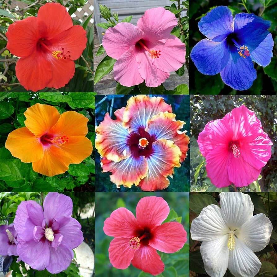 Blue Mix Hibiscus plant
