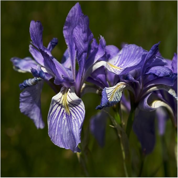 Iris flower seeds