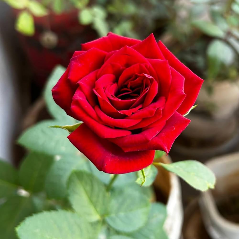Red Rose flower seeds