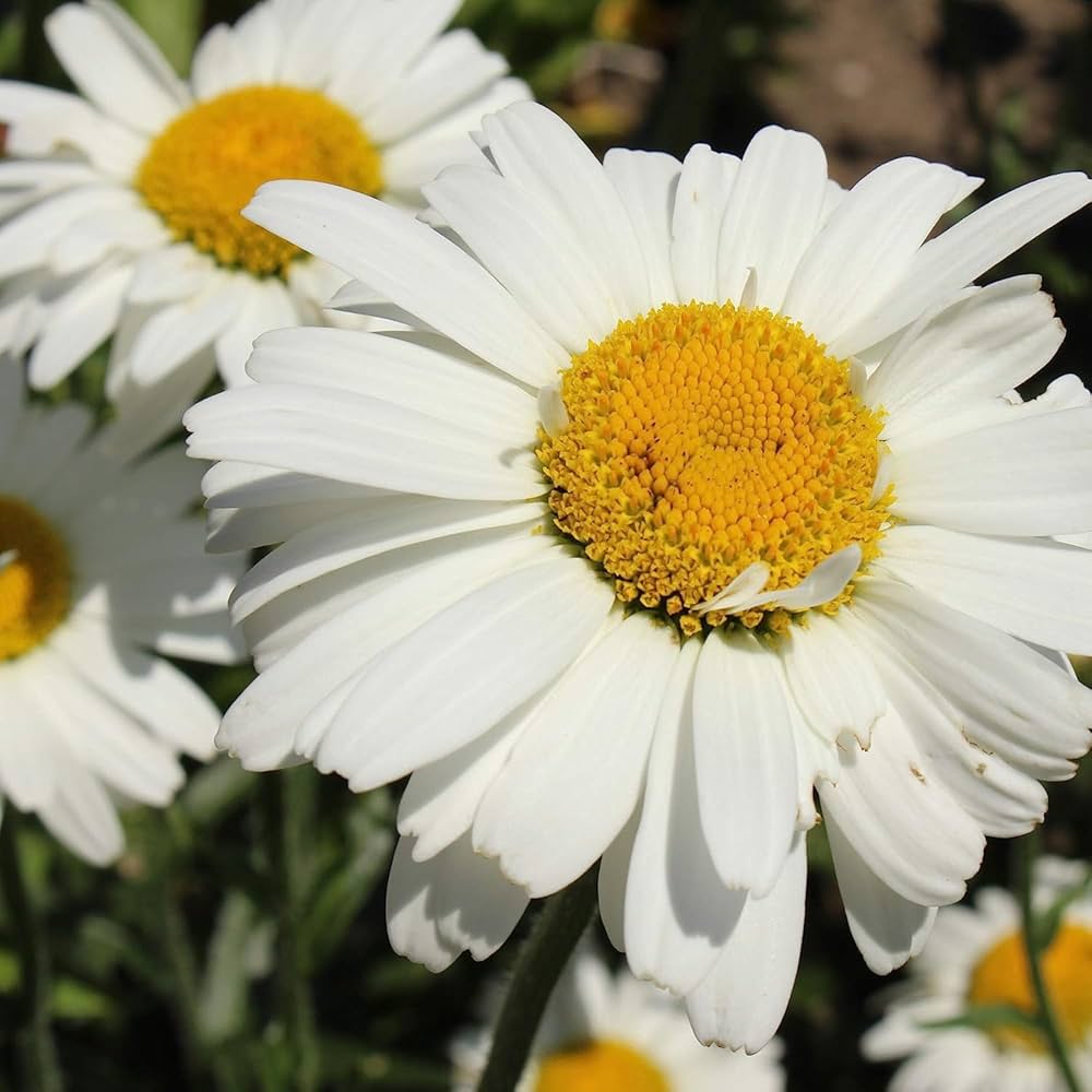 Gemalten Daisy flower seeds