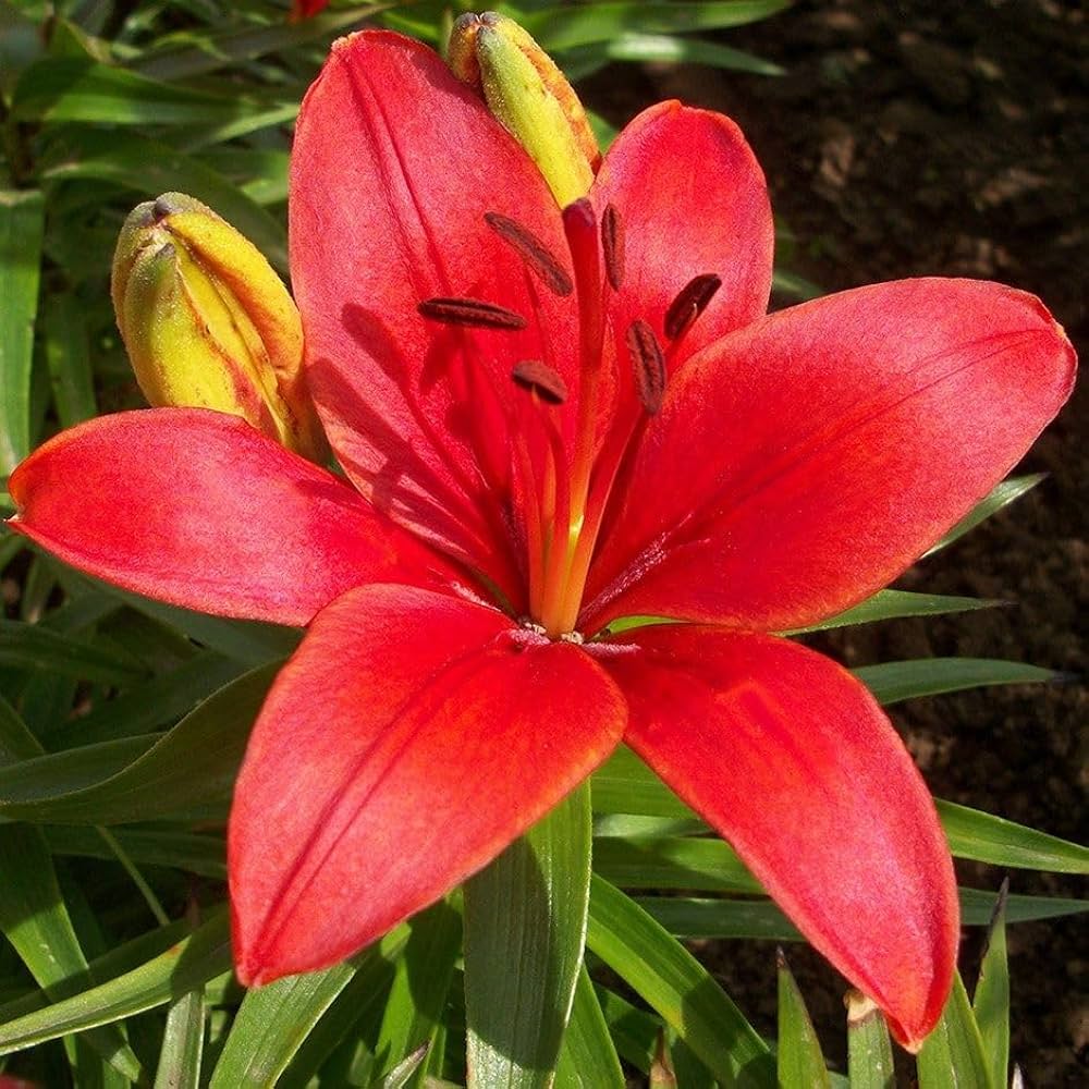 Dark Red flower seeds