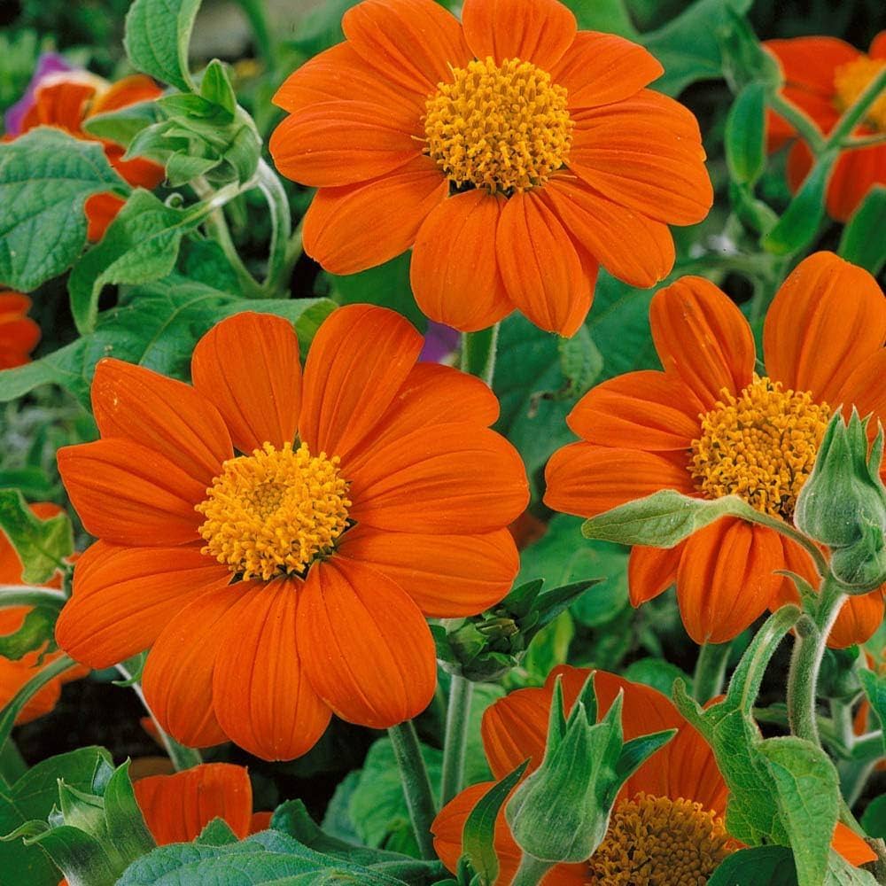 Orange Tithonia flower seeds
