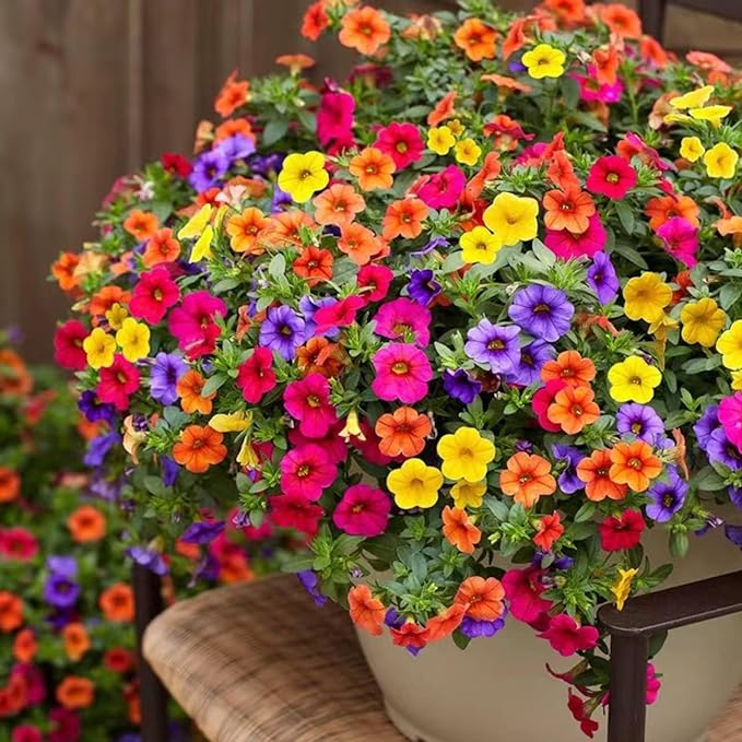 Color Pilea flower seeds
