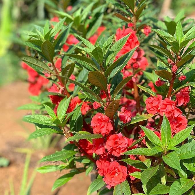 Impatiens Balsamina flower seeds