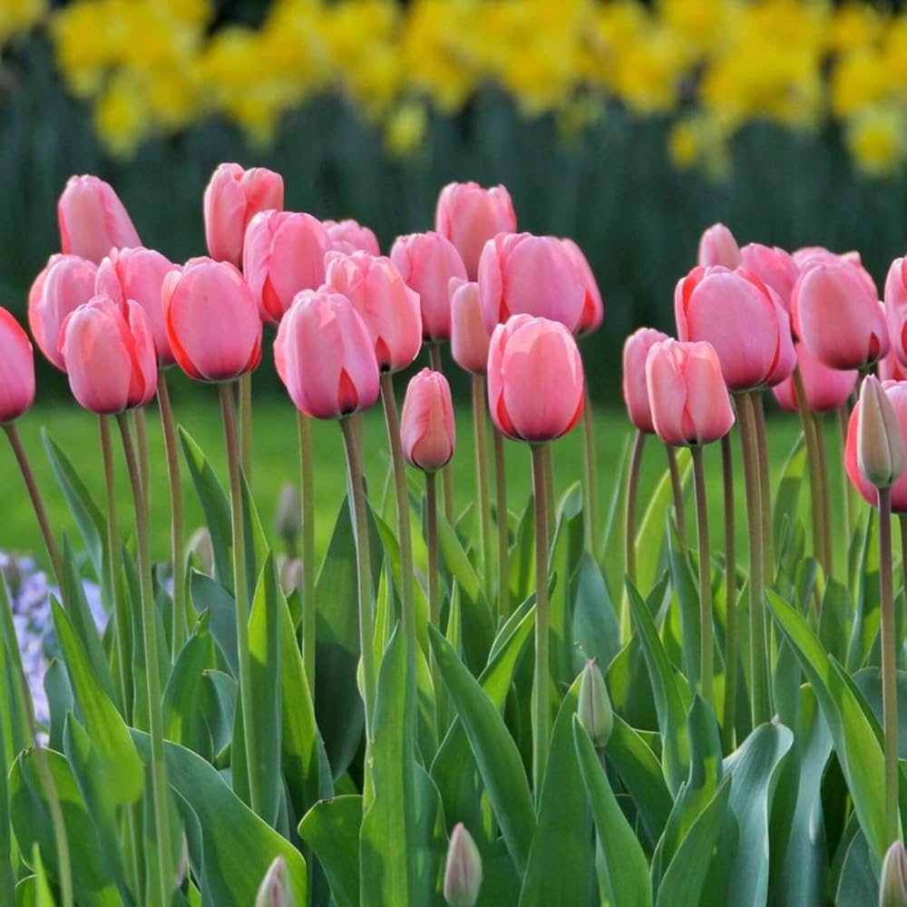 Light Pink flower seeds