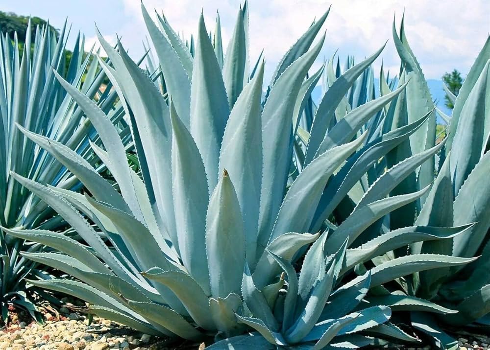 Green Agave flower seeds