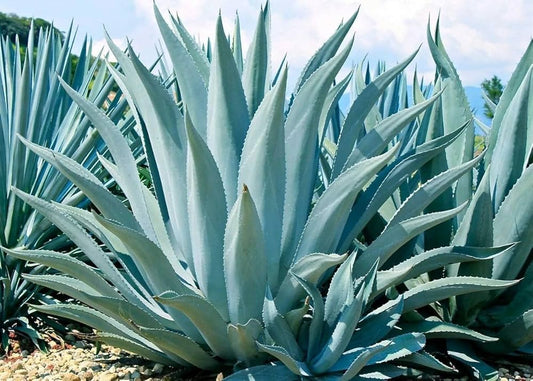 Agave Havardiana flower seeds