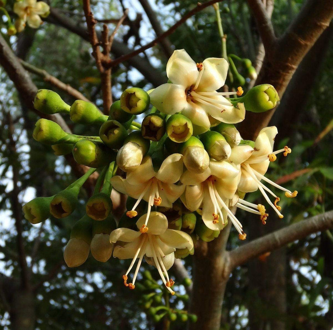 Ceiba Pentandra flower seeds