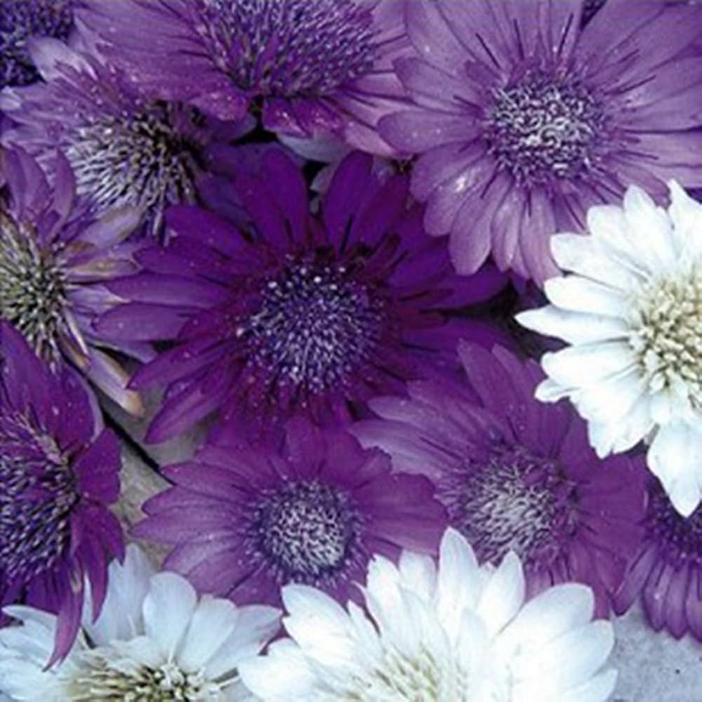 Immortal Xeranthemum flower seeds