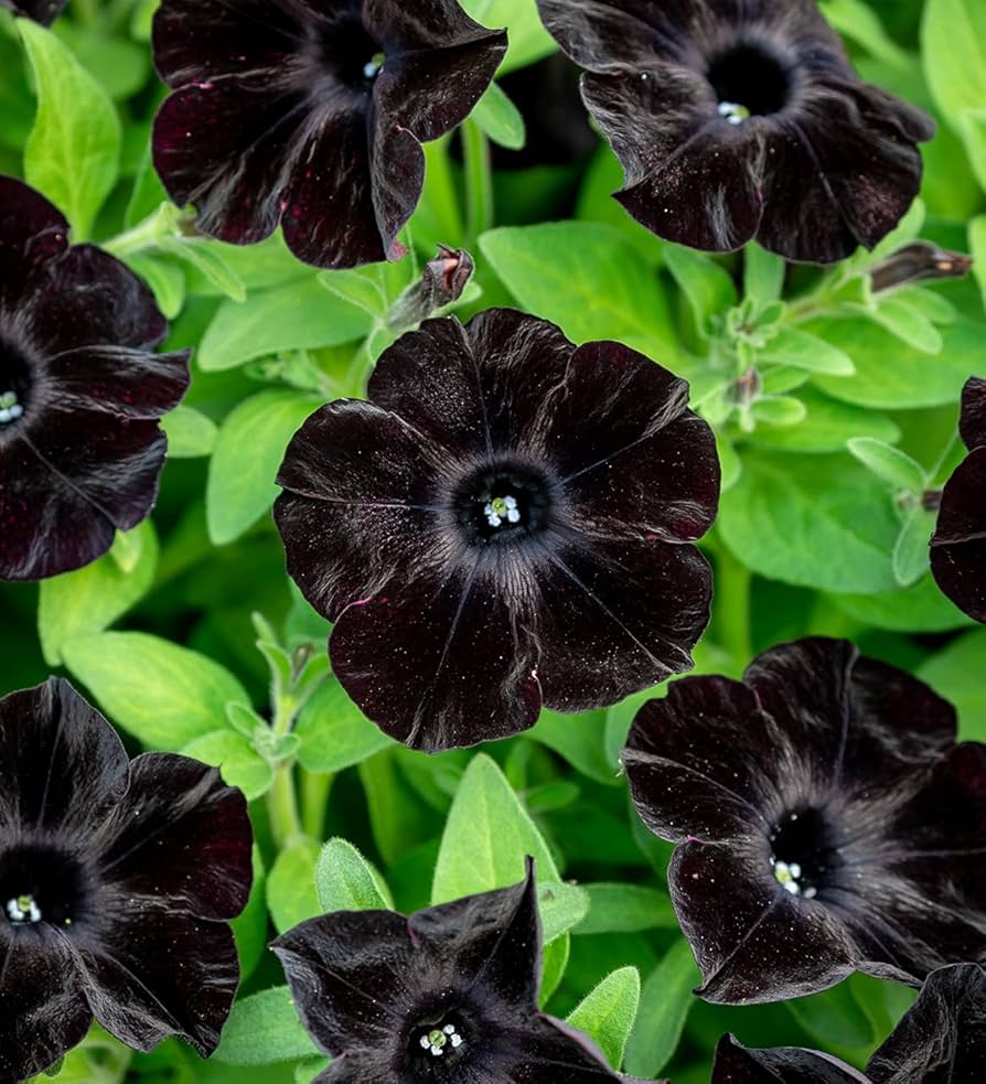 Petunia flower seeds