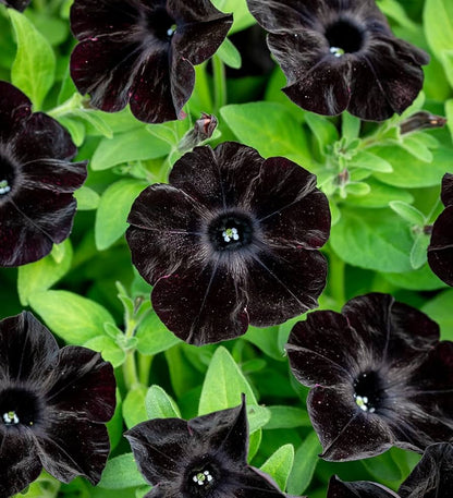 Petunia flower seeds