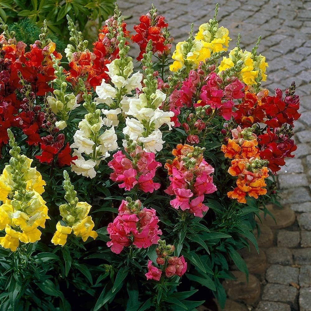 Antirrhinum Snapdragon flower seeds