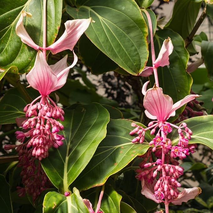 Pink Medinilla flower seeds