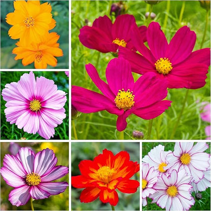 Cosmos Bipinnatus flower seeds