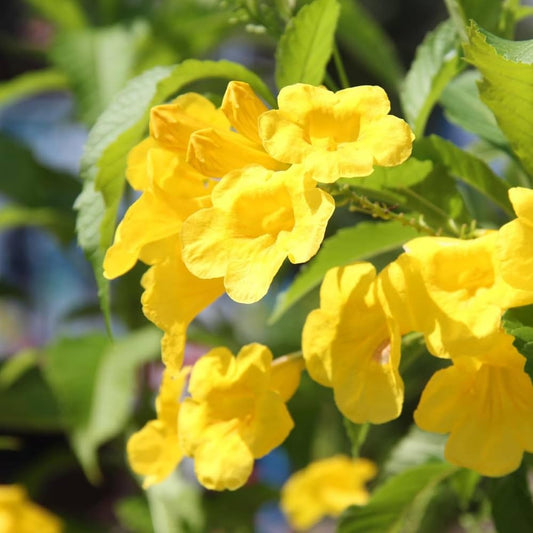 Yellow Cape flower seeds