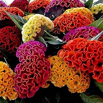 Bloom Season Celosia plant
