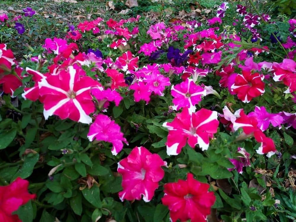 Petunia Grandiflora flower seeds