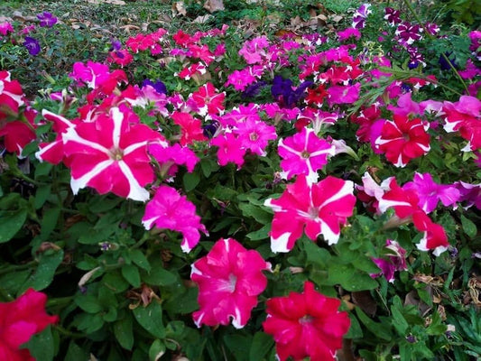 Petunia Grandiflora flower seeds