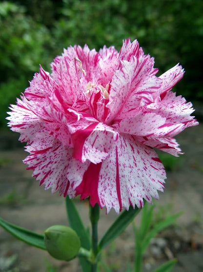 White and Red Carnation Flower Seeds for Planting – Heirloom Non-GMO Garden Seeds