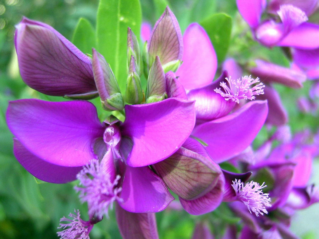 September Bush flower seeds