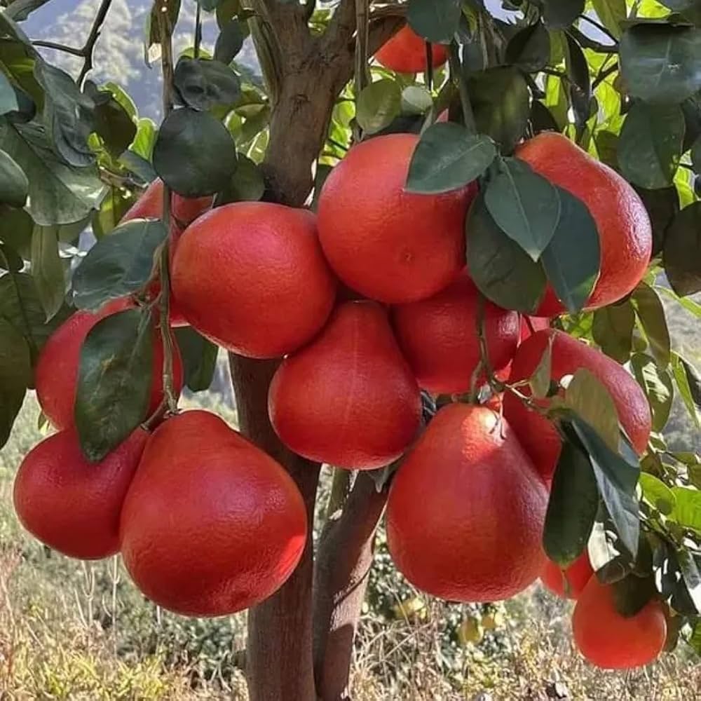 red lemon seeds