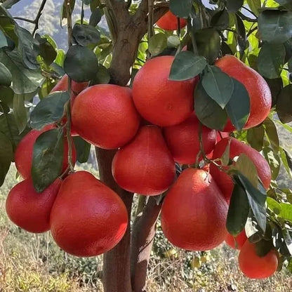 red lemon seeds