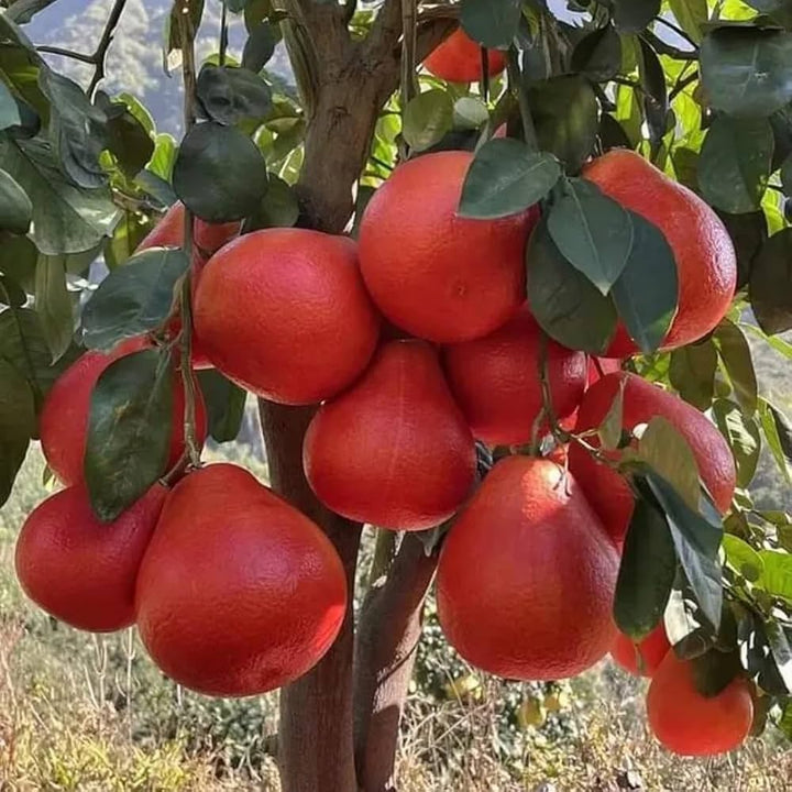 red lemon seeds