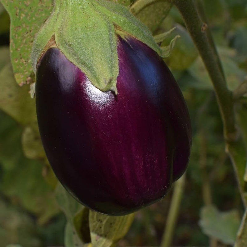 Sweet Eggplant Vegetable Seeds for Planting – Heirloom Non-GMO Garden Seeds
