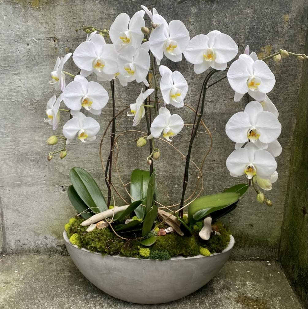 Blue Orchid flower seeds