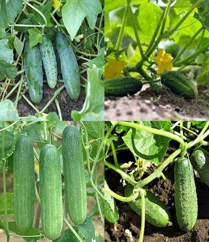 Sorvanets F1 Cucumber Seeds