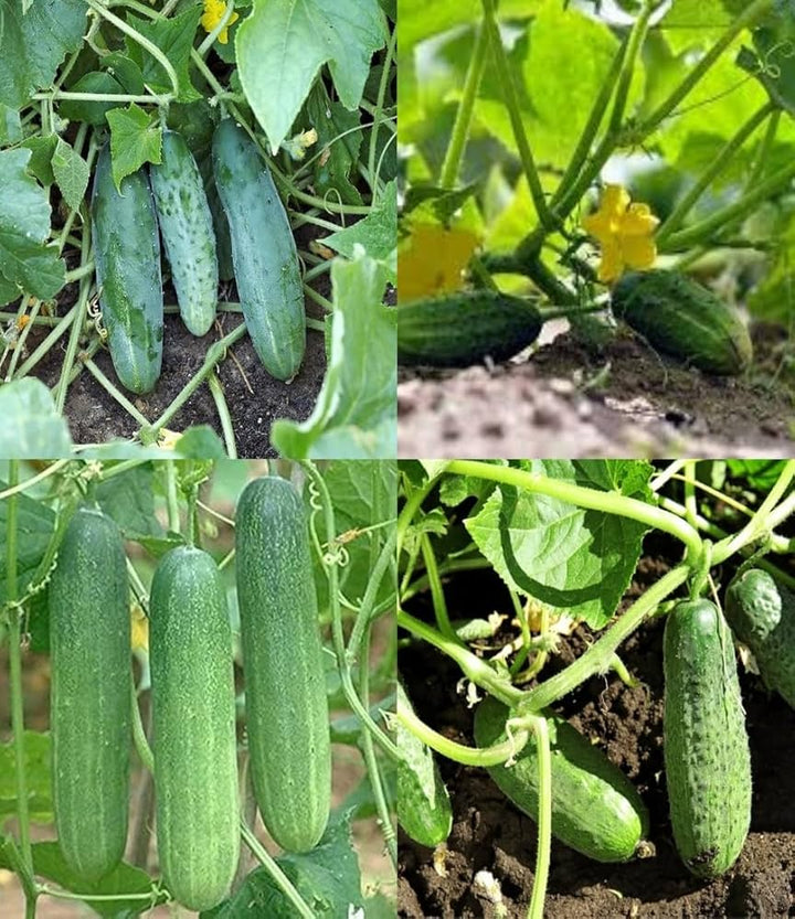 Sorvanets F1 Cucumber Seeds