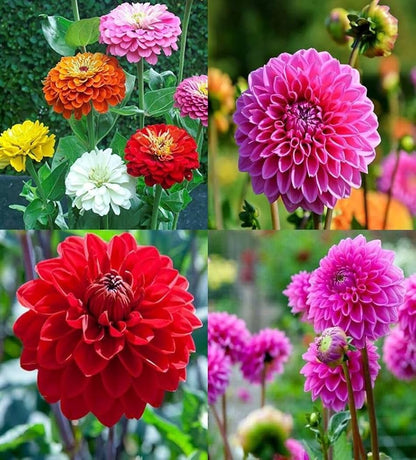 Dahlia flower seeds