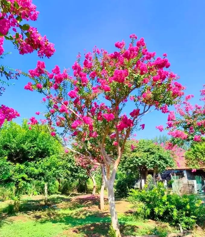 Crepe Myrtle flower seeds