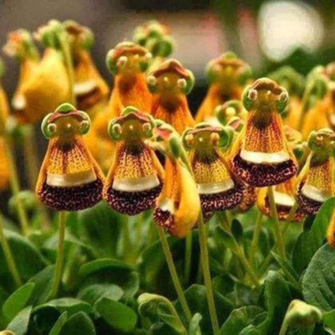 Calceolaria Uniflora flower seeds