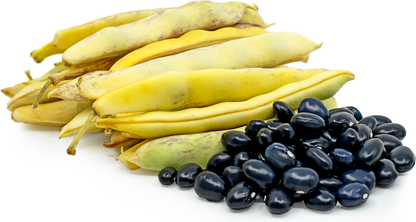 Black Coco Bean Seeds