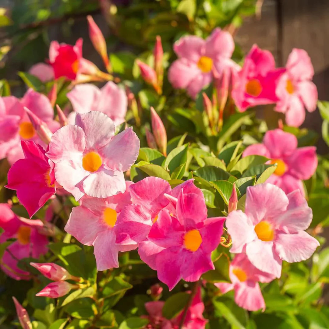 Pink Sanderi flower seeds