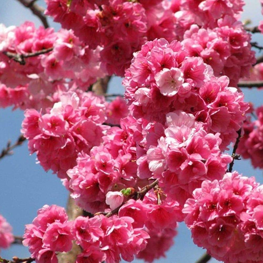 Pink Fraseri flower seeds
