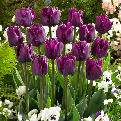 Purple Tulip flower seeds