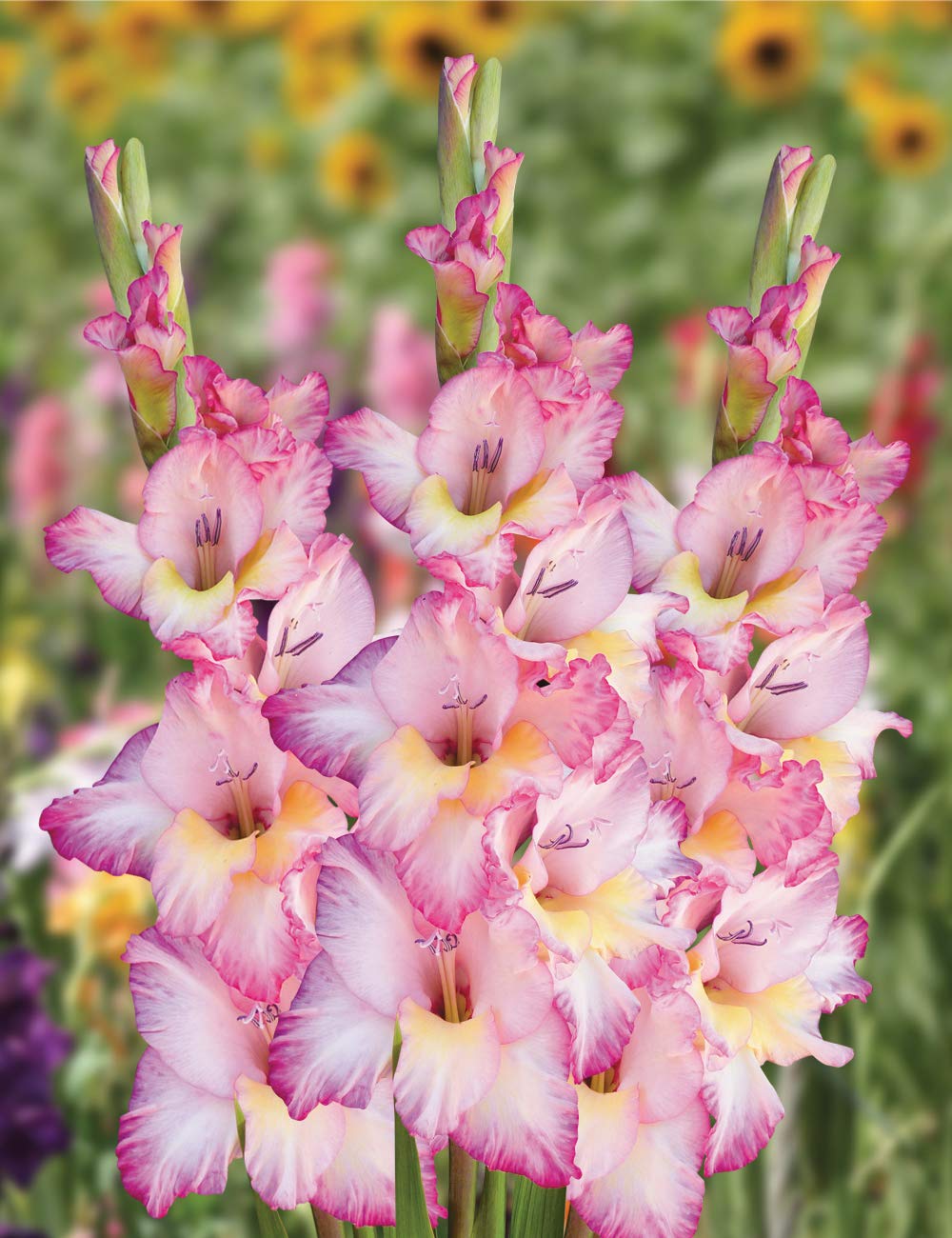 Soft Pink flower seeds