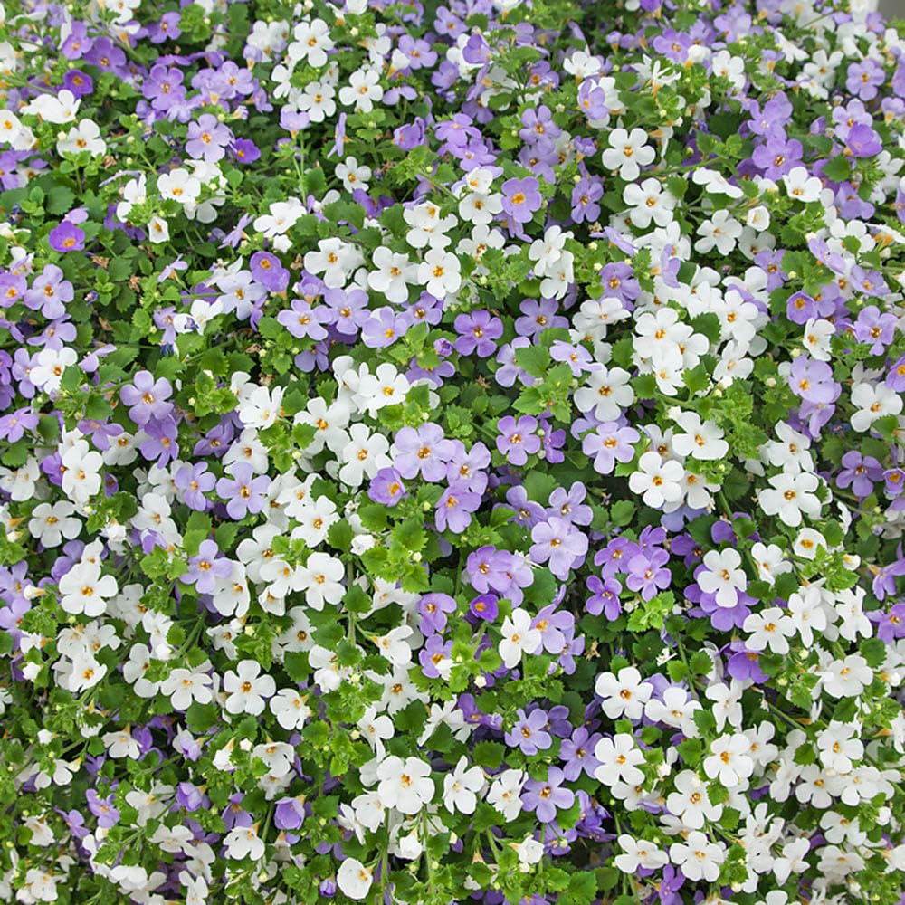 Bacopa Utopia flower seeds