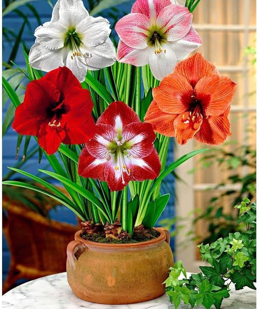 Colour Amaryllis flower seeds