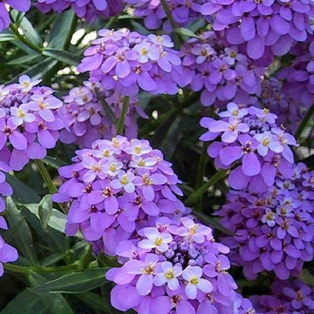 Violet Iberis flower seeds