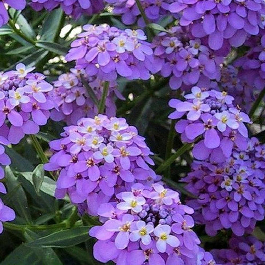 Violet Iberis flower seeds