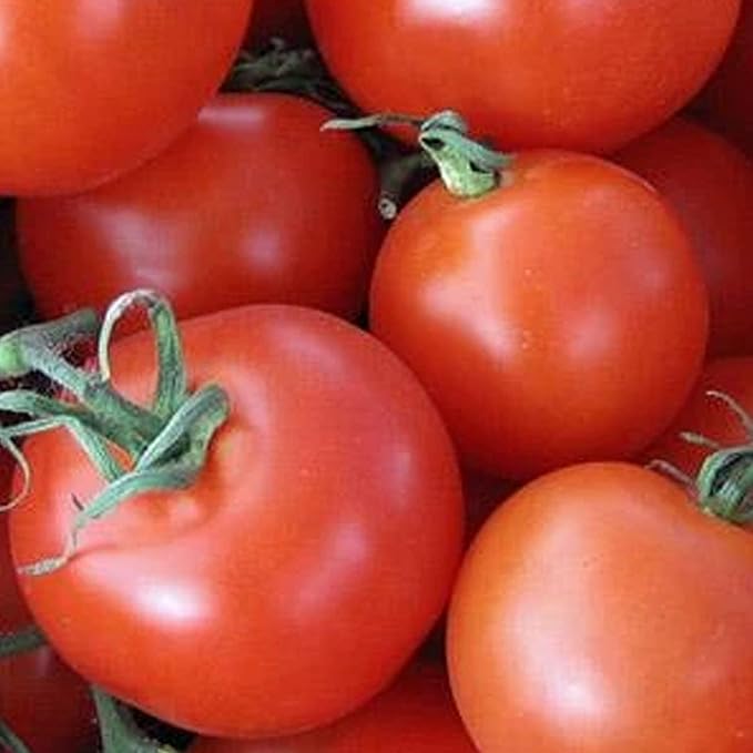 Pomodoro Homestead Tomato Seeds