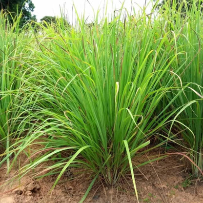 Tall Aromatic Lemongrass plant