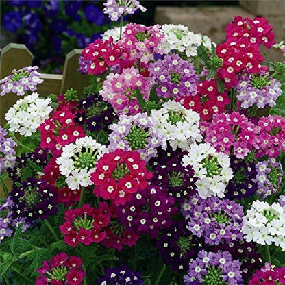 Vervain flower seeds