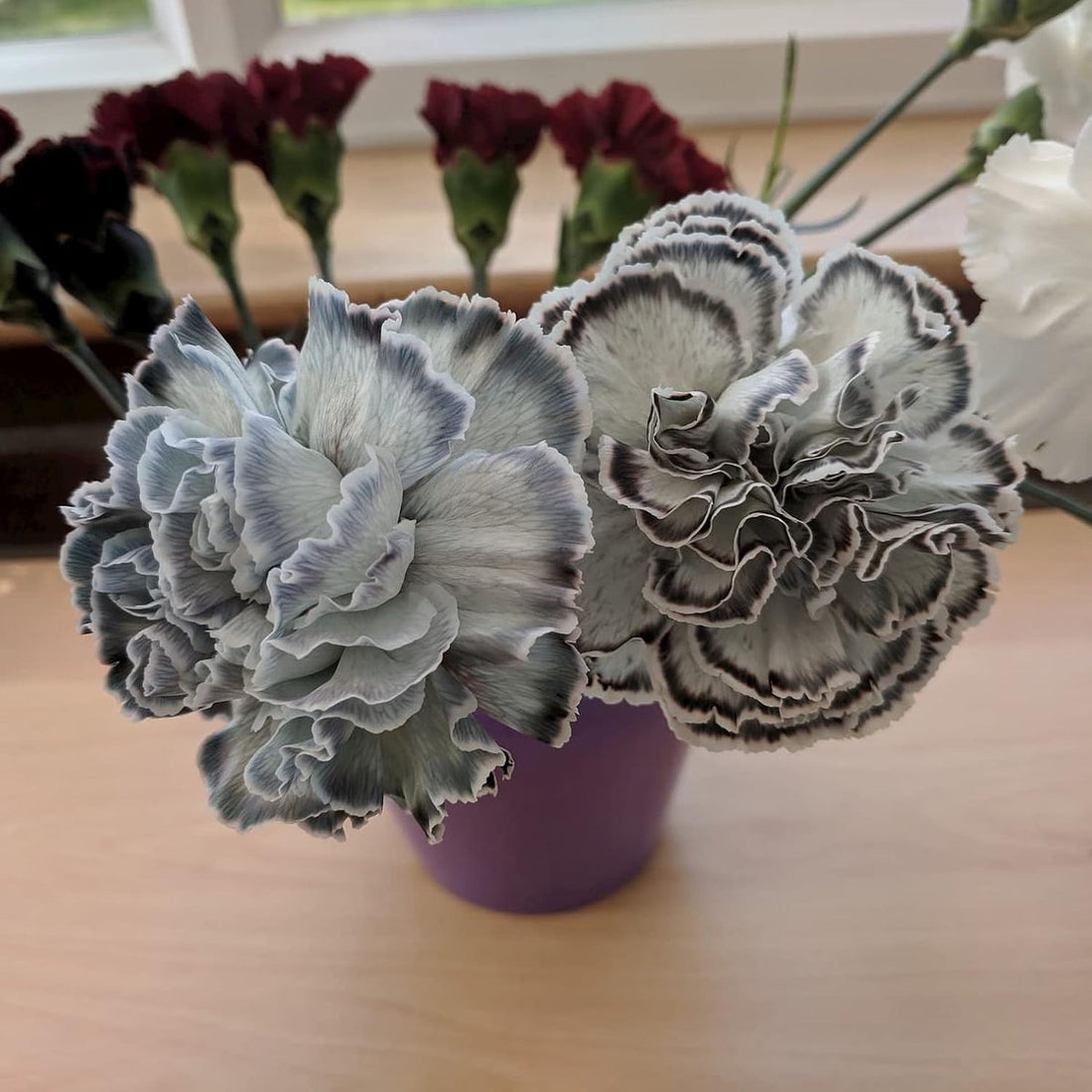 Gray Carnation flower seeds