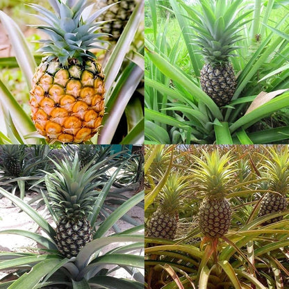 Yellow Pineapple Fruit Seeds for Planting – Heirloom Non-GMO Garden Seeds